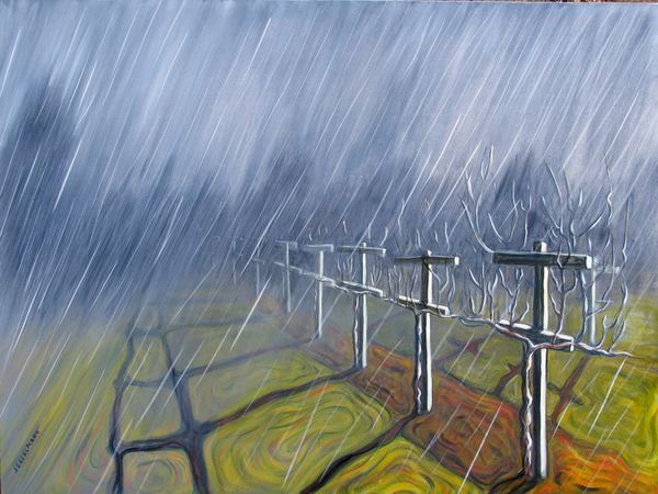 Rain in the vineyard